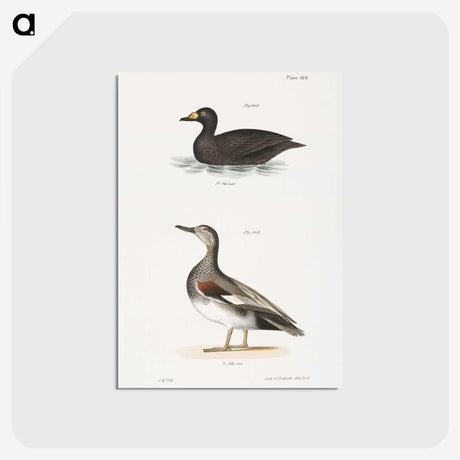 2-73_Zoology-of-New-York_postcard