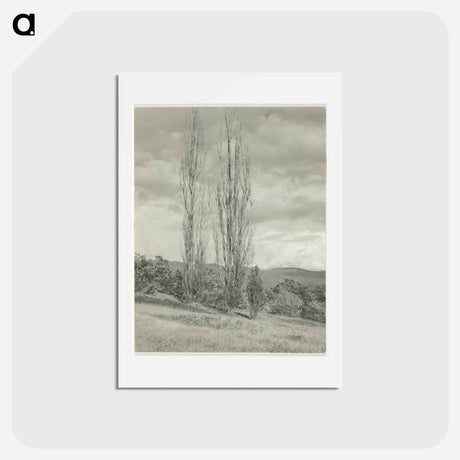 アートポストカード-Poplars—Lake George - アルフレッド スティーグリッツ Postcard.