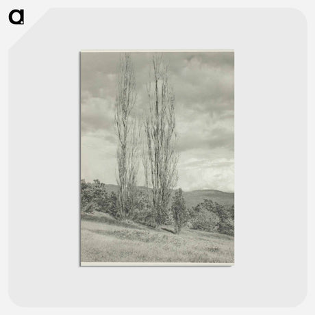 アートポストカード-Poplars—Lake George - アルフレッド スティーグリッツ Postcard.