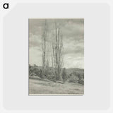 Poplars—Lake George - アルフレッド スティーグリッツ Postcard.