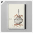 2-74_Anselmus-Boetius-de-Boodt_canvas