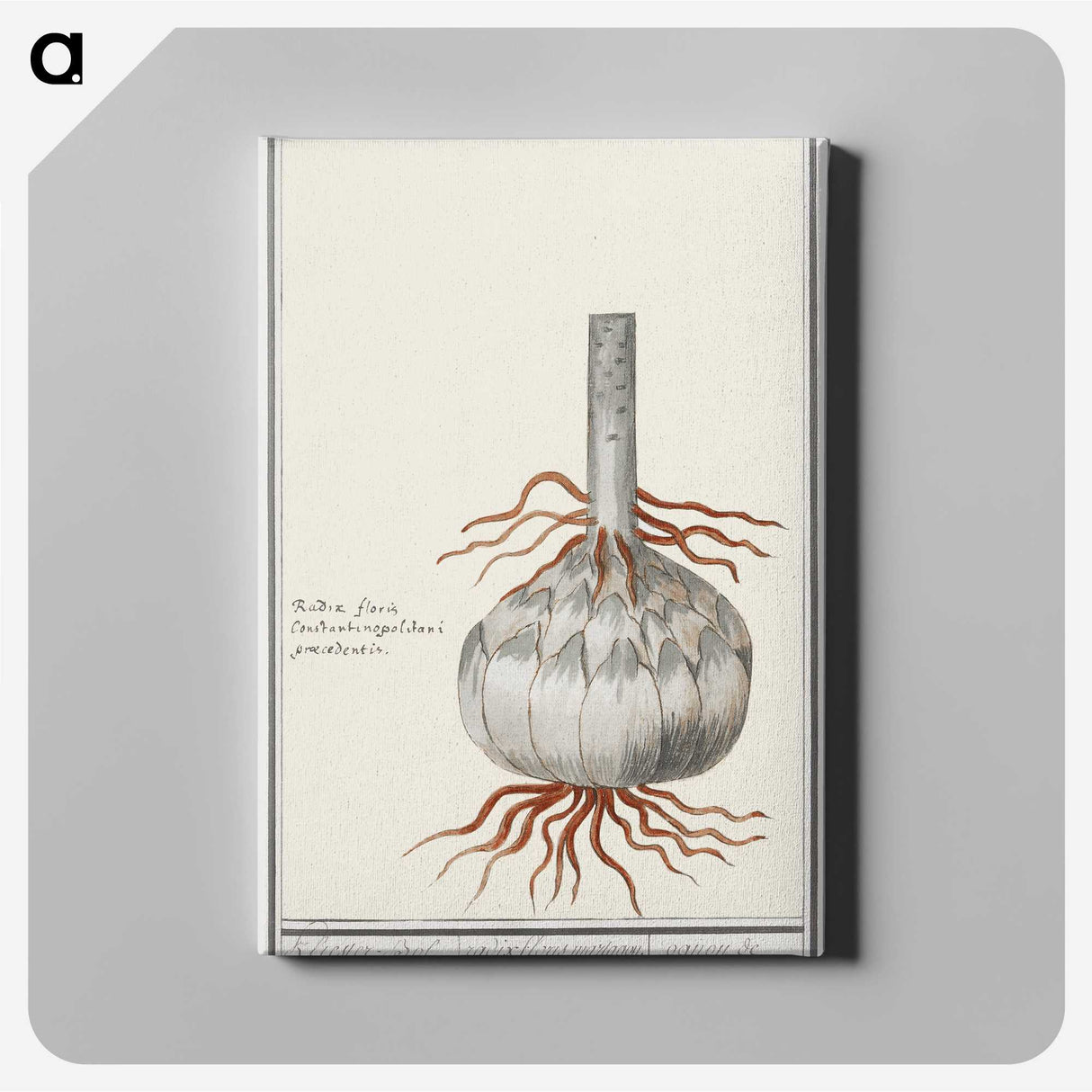2-74_Anselmus-Boetius-de-Boodt_canvas