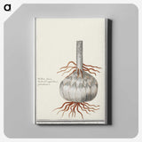 2-74_Anselmus-Boetius-de-Boodt_canvas