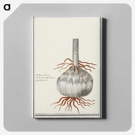 2-74_Anselmus-Boetius-de-Boodt_canvas