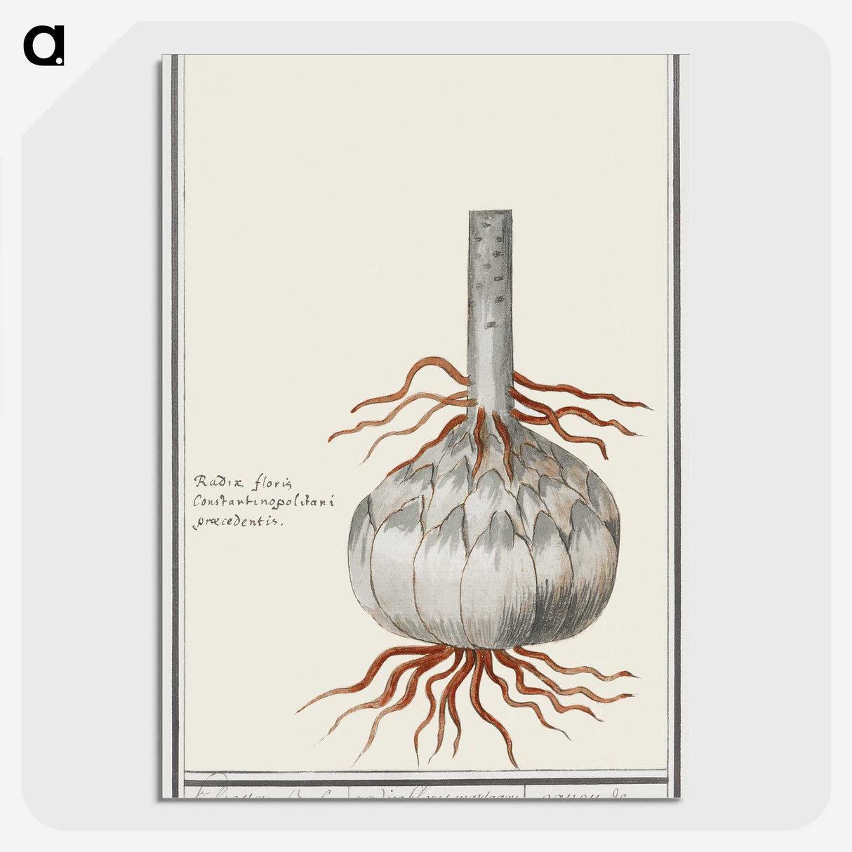 2-74_Anselmus-Boetius-de-Boodt_picture-crop