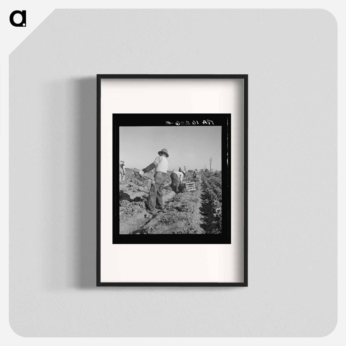 Lettuce Cutting Crew - Dorothea Lange Poster.