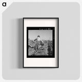 Lettuce Cutting Crew - Dorothea Lange Poster.