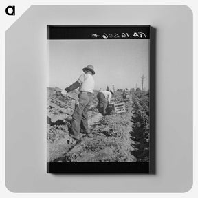 2-74_Dorothea-Lange_canvas
