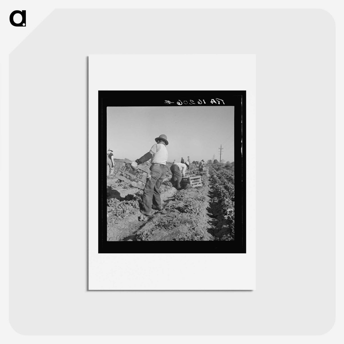 2-74_Dorothea-Lange_hagaki