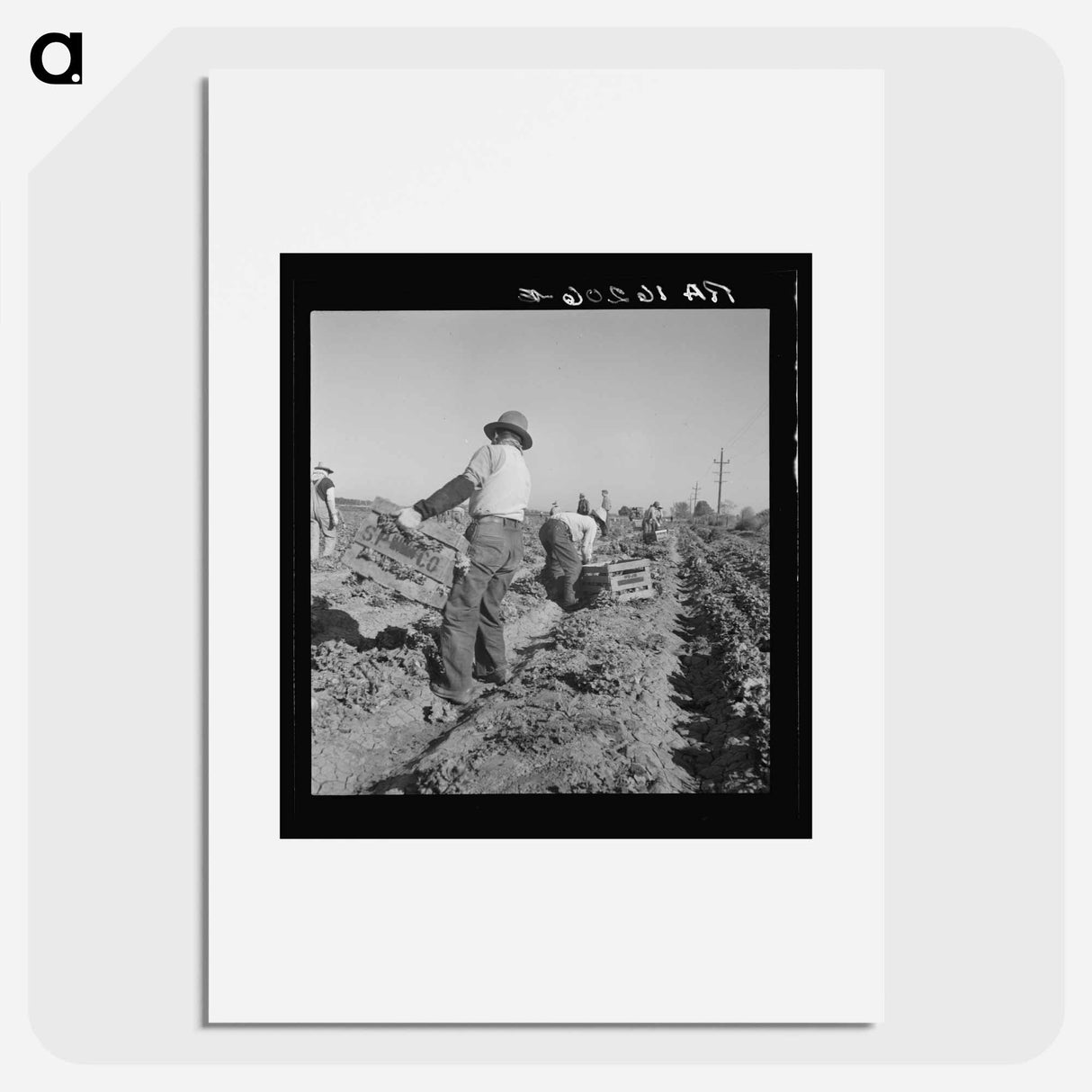 Lettuce Cutting Crew - Dorothea Lange Poster.
