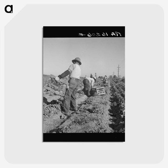 2-74_Dorothea-Lange_postcard
