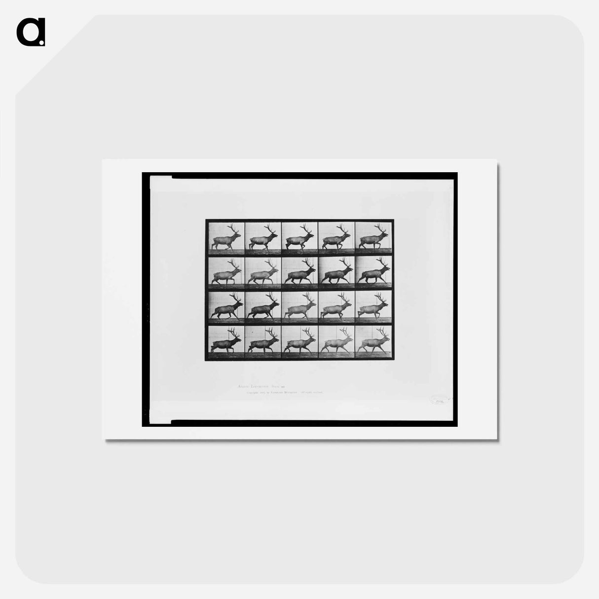 アートポストカード-Animal Locomotion
 - エドワード マイブリッジ Postcard.