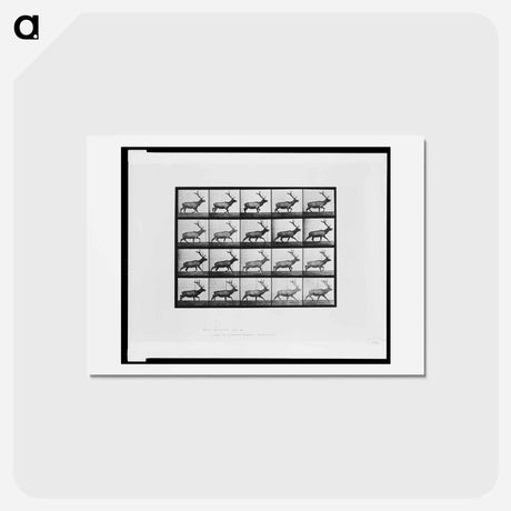 アートポストカード-Animal Locomotion
 - エドワード マイブリッジ Postcard.