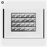 2-74_Eadweard-Muybridge_picture-crop