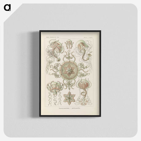 2-74_Ernst-Haeckel_blk-crop