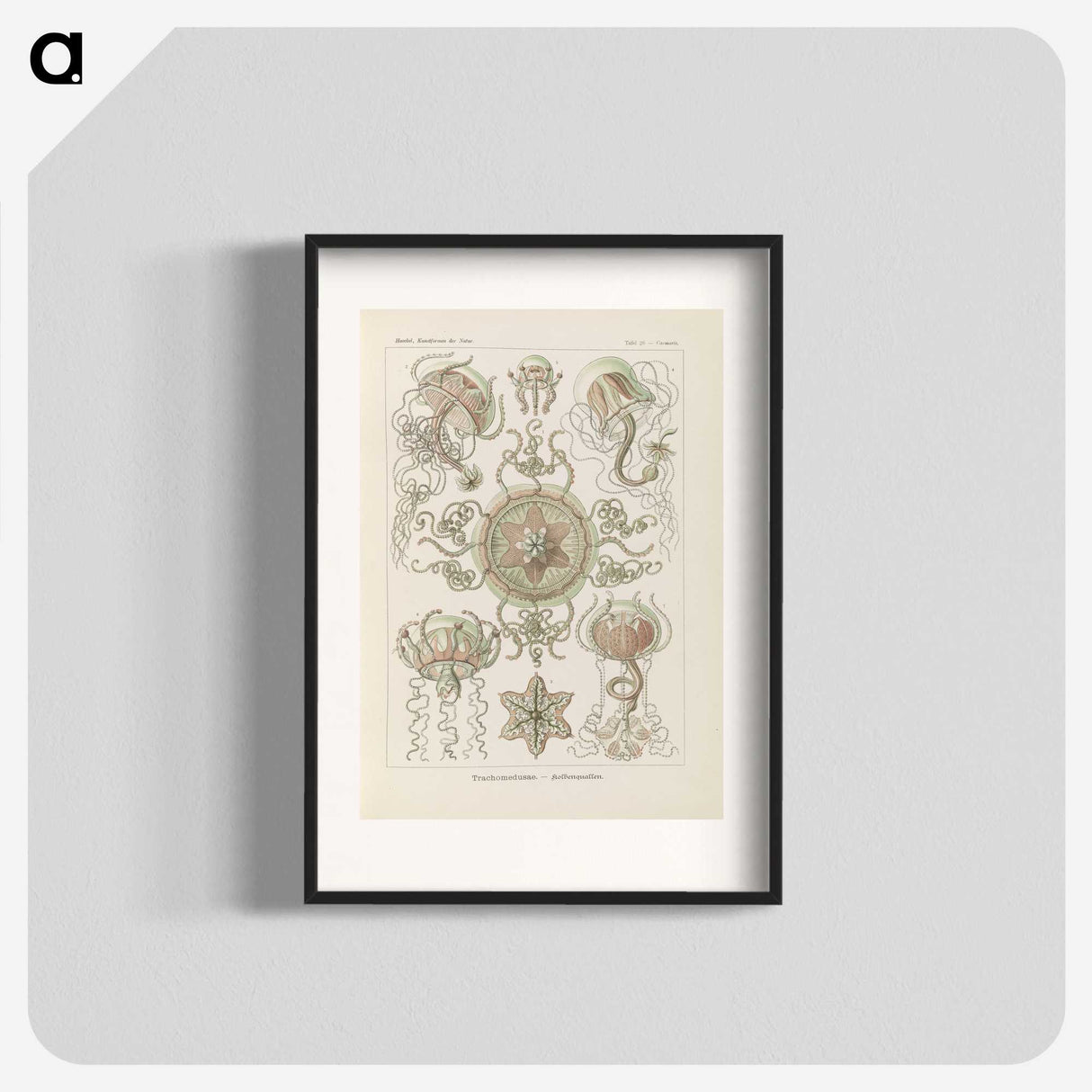 2-74_Ernst-Haeckel_blk