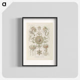 2-74_Ernst-Haeckel_blk