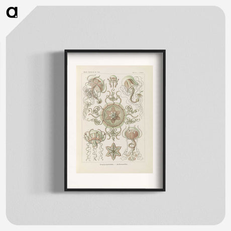 2-74_Ernst-Haeckel_blk