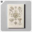 2-74_Ernst-Haeckel_canvas