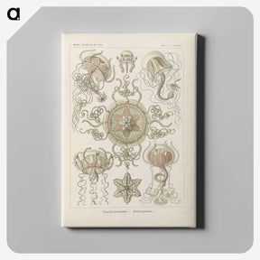 2-74_Ernst-Haeckel_canvas