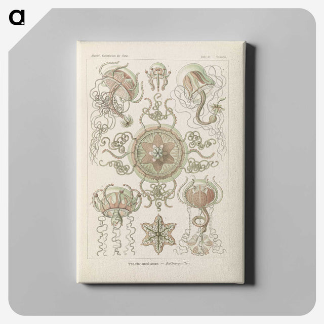 2-74_Ernst-Haeckel_canvas