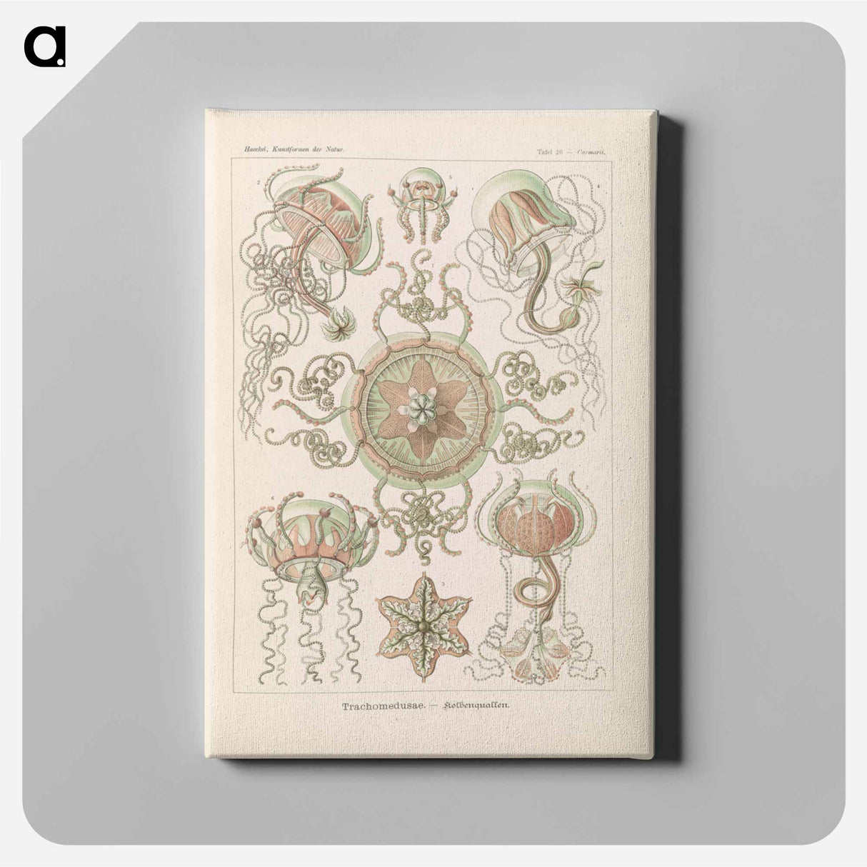 Marine life illustration - エルンスト ヘッケル Canvas.