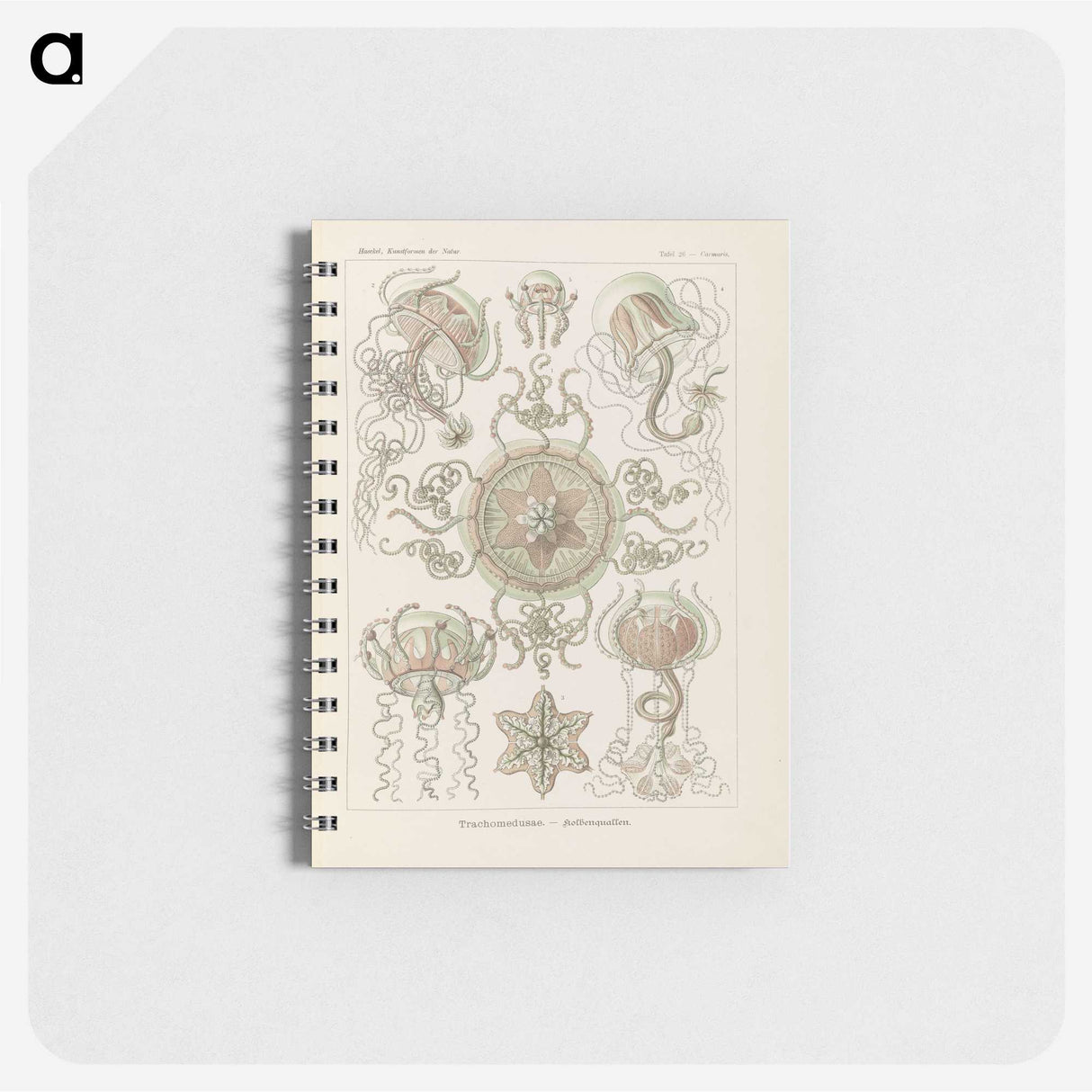 2-74_Ernst-Haeckel_memo