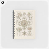 2-74_Ernst-Haeckel_memo