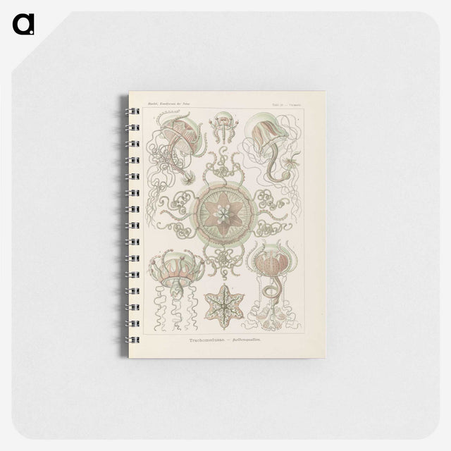 2-74_Ernst-Haeckel_memo