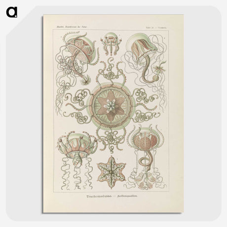 2-74_Ernst-Haeckel_picture-crop