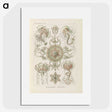 2-74_Ernst-Haeckel_picture