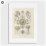 2-74_Ernst-Haeckel_picture