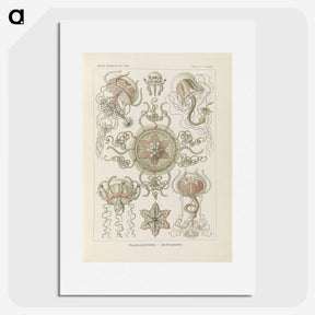 2-74_Ernst-Haeckel_picture