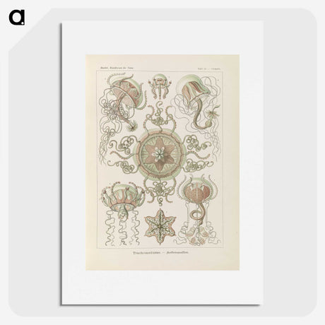 2-74_Ernst-Haeckel_picture