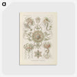 2-74_Ernst-Haeckel_postcard