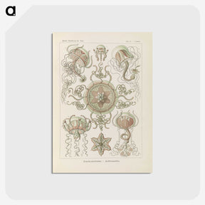 2-74_Ernst-Haeckel_postcard