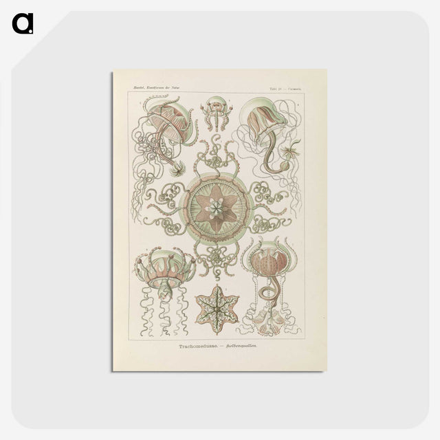 2-74_Ernst-Haeckel_postcard