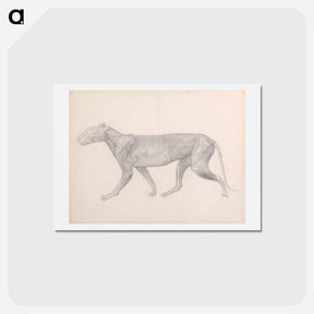 アートポストカード-Tiger, Lateral View
 - ジョージ スタッブス Postcard.