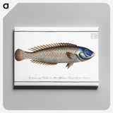 2-74_Ichtyologie-ou-Histoire-naturelle_canvas