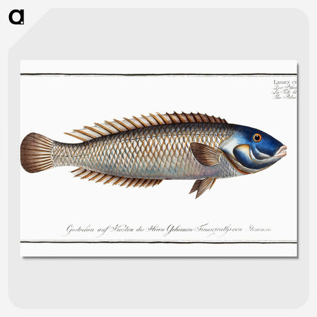 2-74_Ichtyologie-ou-Histoire-naturelle_picture-crop