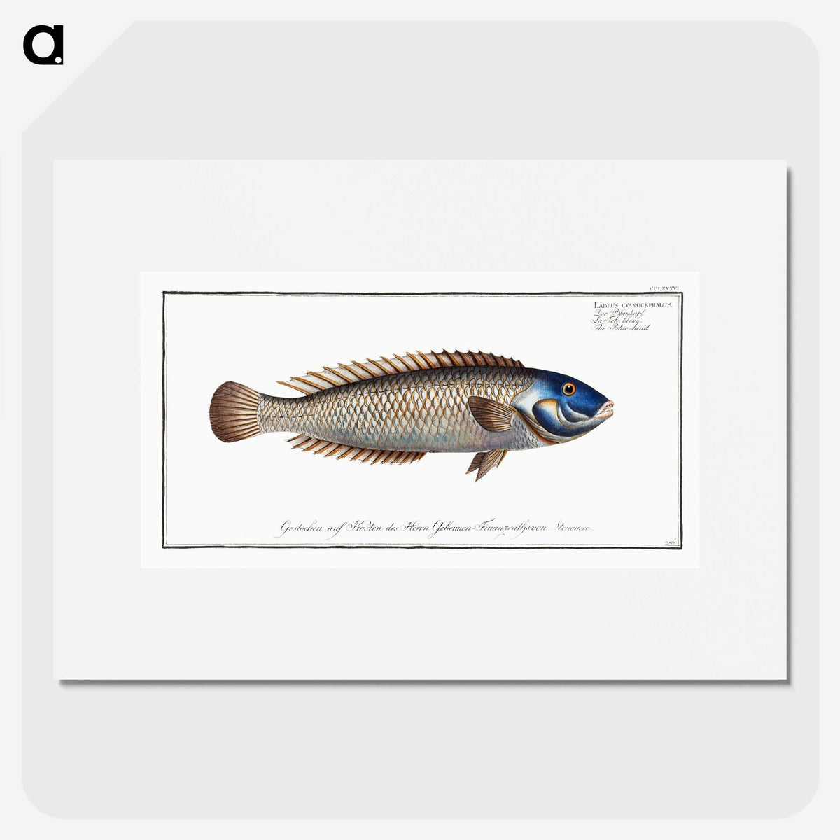 2-74_Ichtyologie-ou-Histoire-naturelle_picture