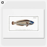 2-74_Ichtyologie-ou-Histoire-naturelle_picture
