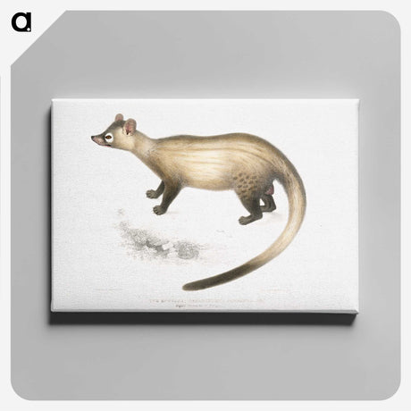 2-74_Indian-Zoology_canvas