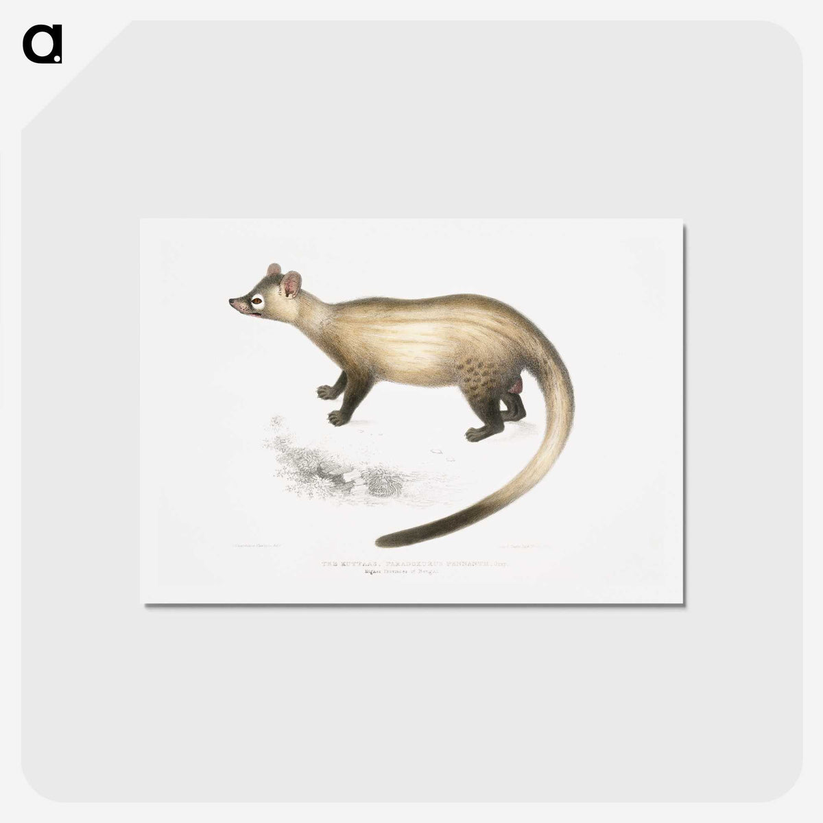 2-74_Indian-Zoology_hagaki
