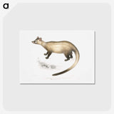 2-74_Indian-Zoology_hagaki