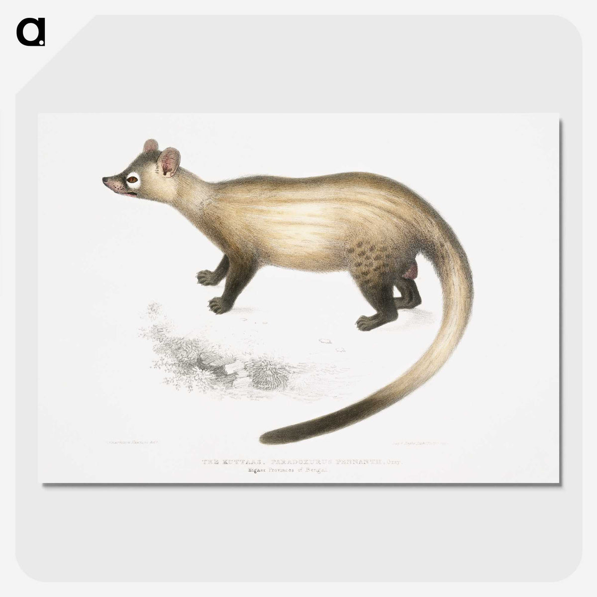 2-74_Indian-Zoology_picture-crop