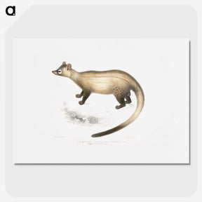 2-74_Indian-Zoology_picture