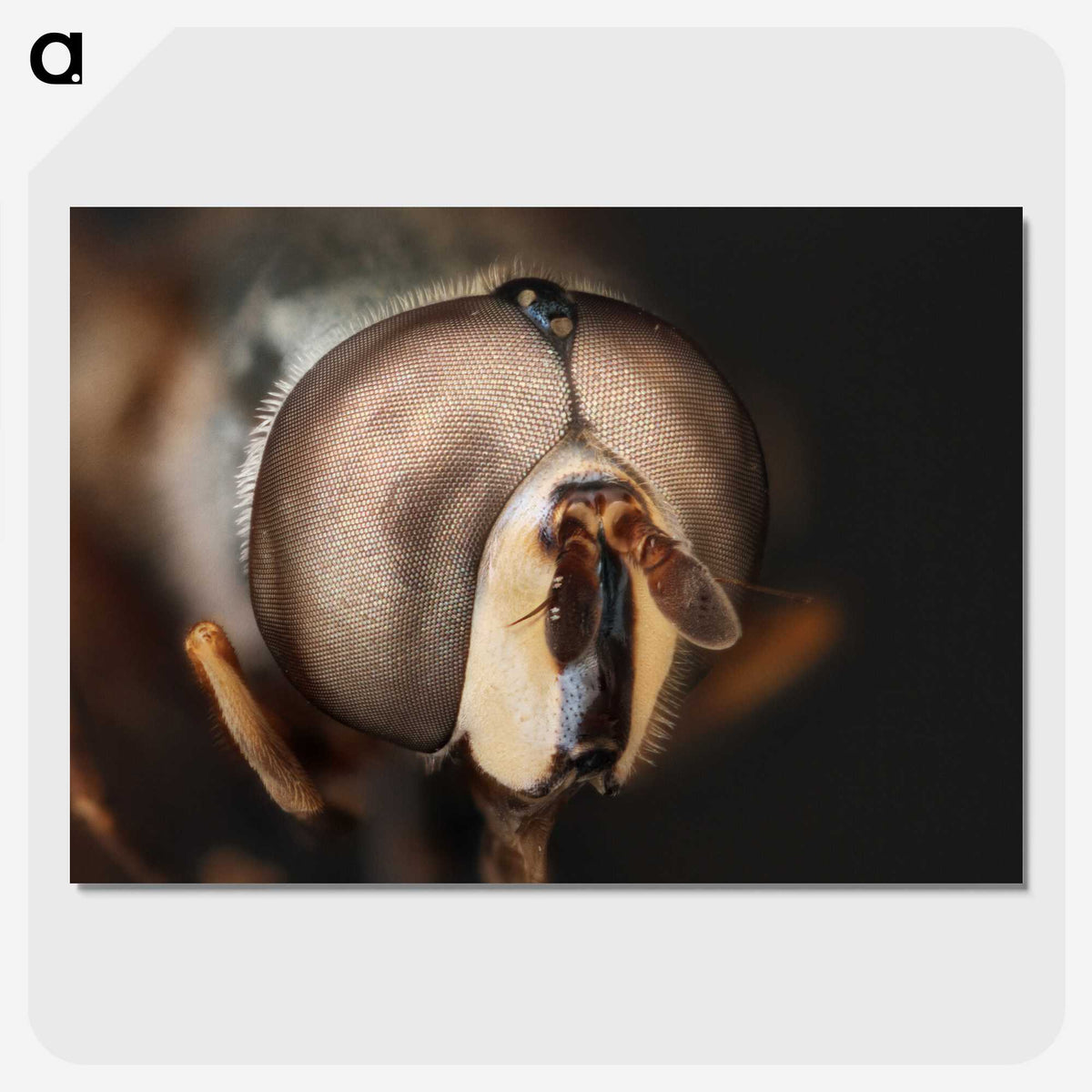 2-74_Insects-Unlocked-Project_picture-crop