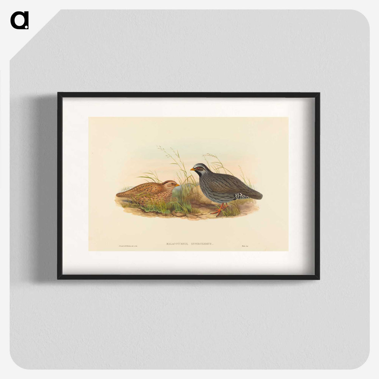 2-74_John-Gould_blk