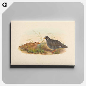 アートパネル-Mountain Quail
 - ジョン グールド Canvas.